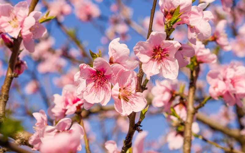 Spring flowers series, pink peach blossoming