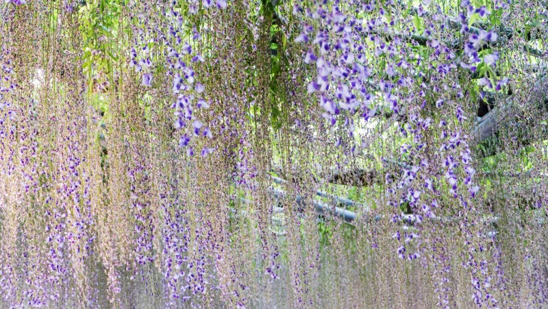 Spring flowers series, wisteria trellis in garden stock photos
