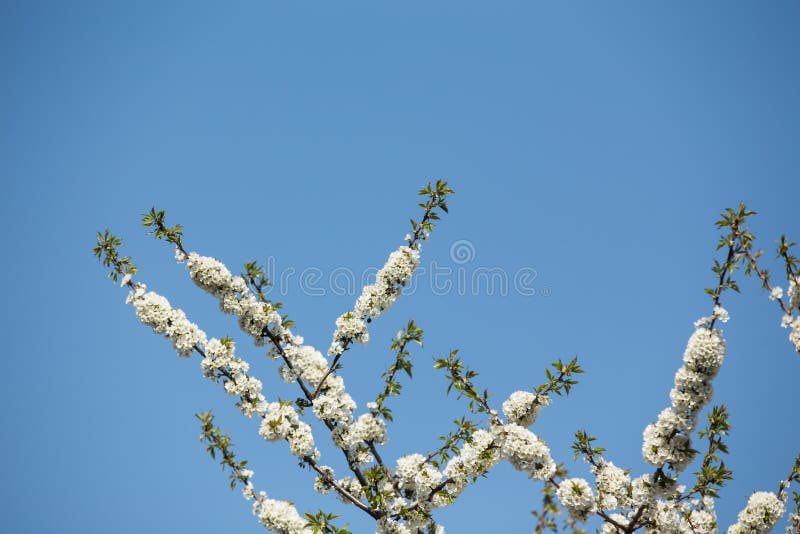 Spring Flowers in Republic of Moldova Stock Photo Image of twig