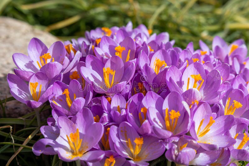 Spring Flowers on a Sunny March Day Stock Image - Image of crocuses ...
