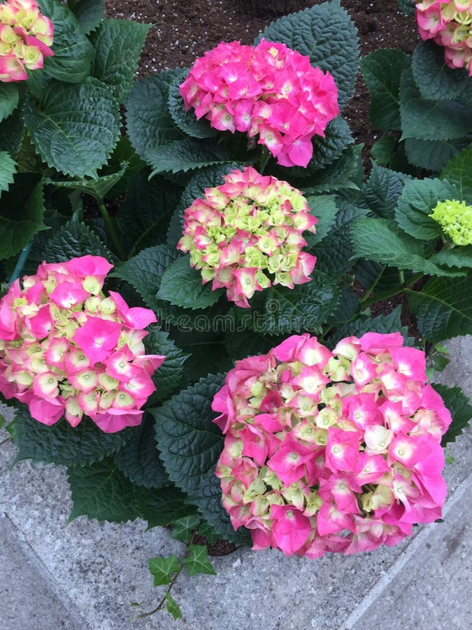 Spring Flowers on Toronto Streets Stock Photo Image of flowers