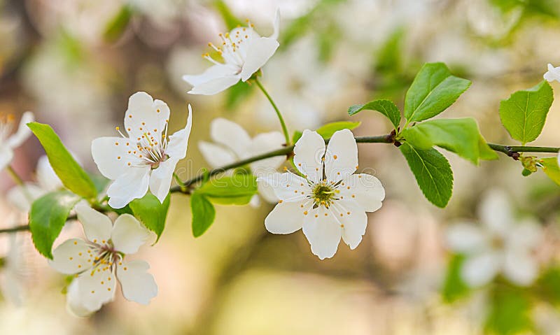 spring flowers trees background