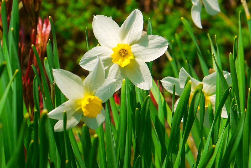 Spring Flowers - Tulips for Your Summer Cottage Stock Photo - Image of ...