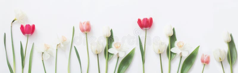 Spring flowers on white background