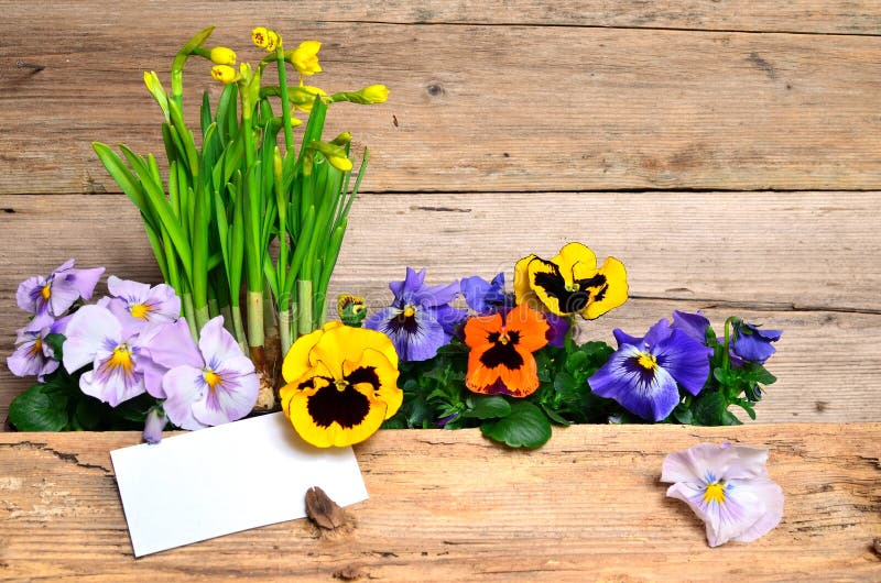 Spring Flowers Wood Background Stock Photo - Image of boards, flowers