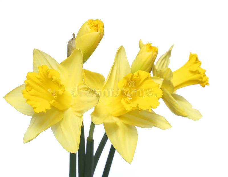 Spring Flowers. Yellow narcissus isolated