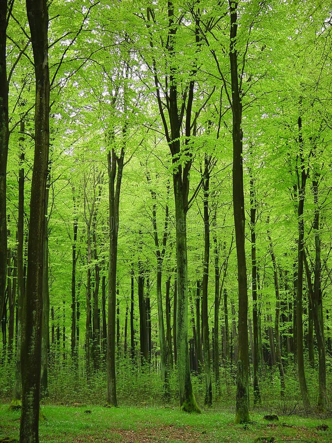 El primero hojas de primavera sobre el árboles.