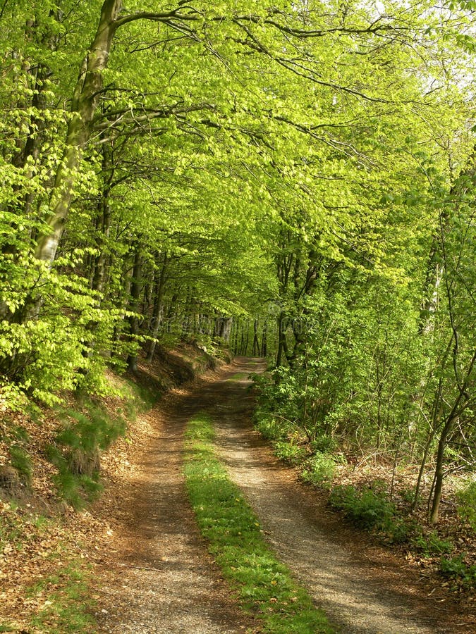 Spring forest stock image. Image of road, gravel, newly - 122871