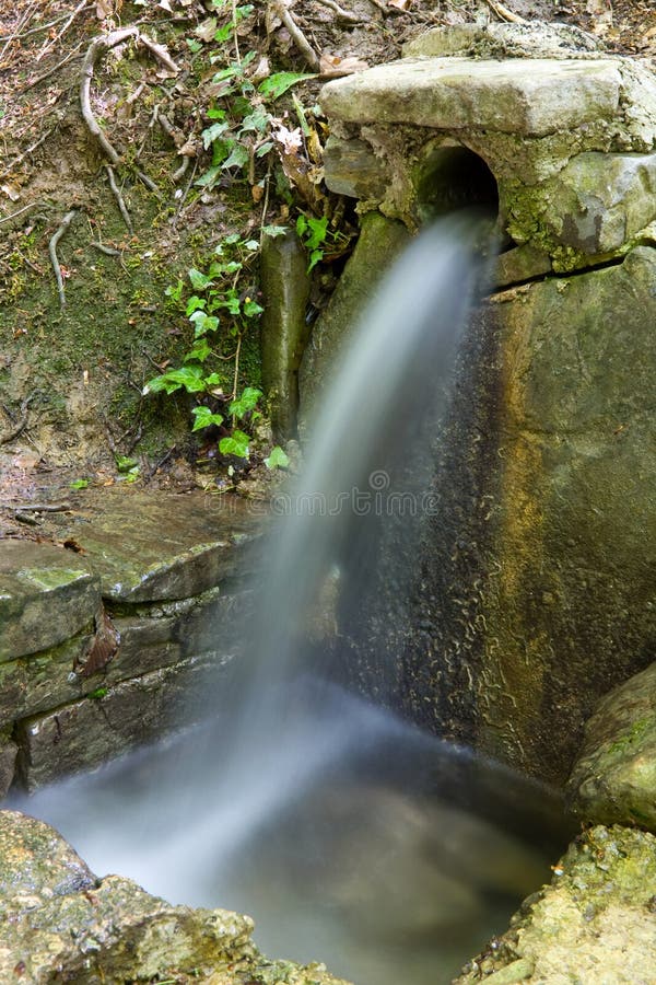Spring in forest royalty free stock photo