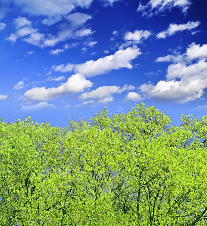 Spring forest with young foliage and blue sky