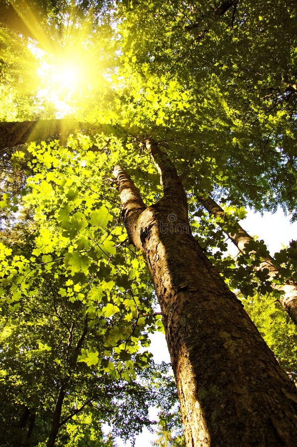 Spring forest