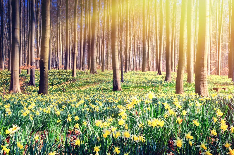 Spring forest covered by yellow daffodils royalty free stock photos