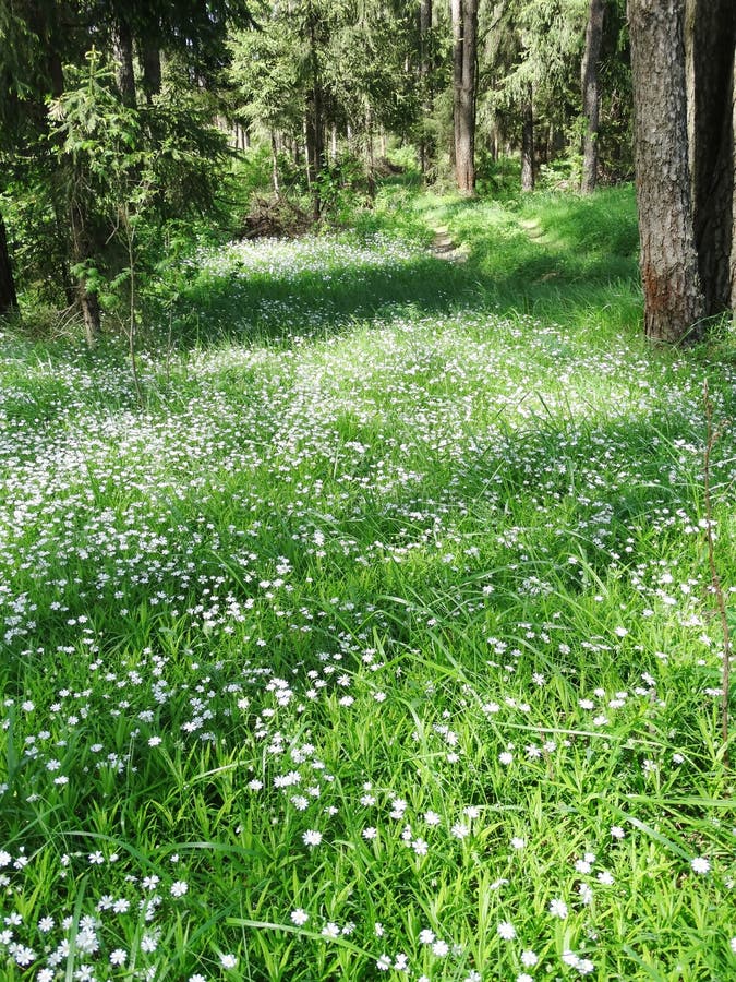 Spring forest and field of flowers