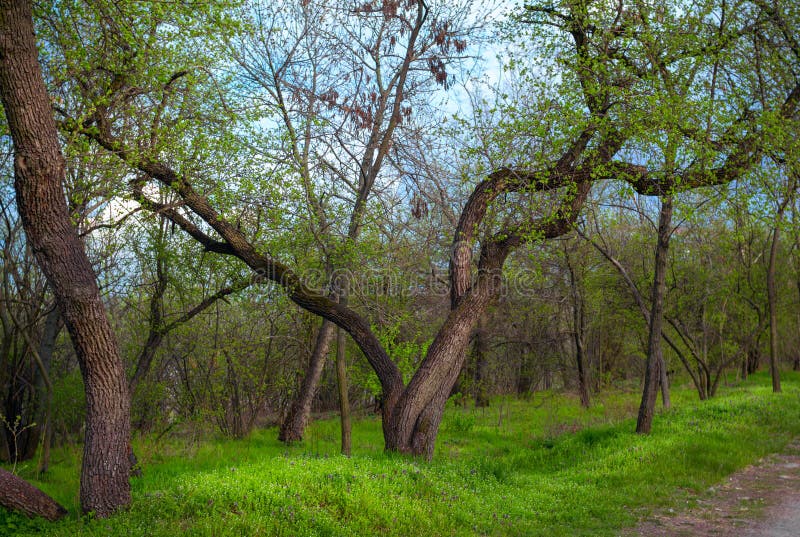 Spring forest â€“ landscape: tree with curved trunk stock images