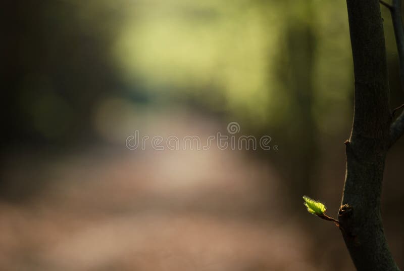 Spring Forest Path