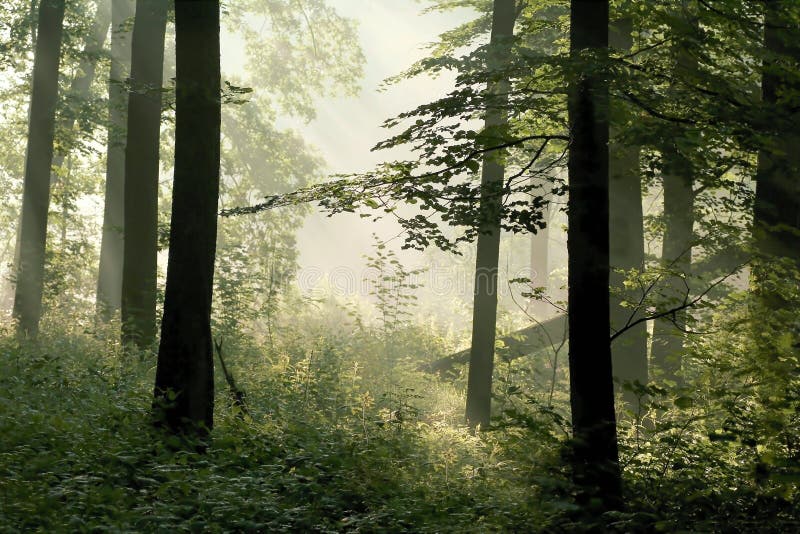 Nebbiosa foresta in primavera, con i raggi del sole, facendo la strada attraverso gli alberi.
