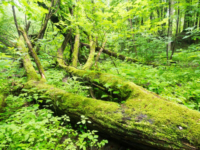 Spring forest scene