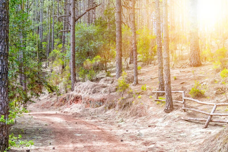 Spring forest trees. nature green wood sunlight backgrounds. Road in the forest.