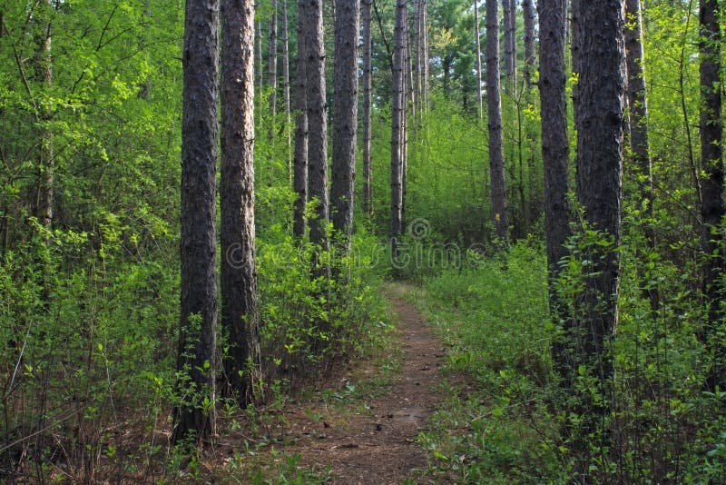 Spring Forest in Wisconsin