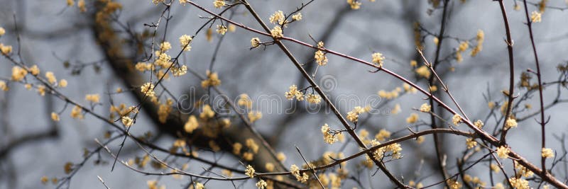 Spring forest stock image