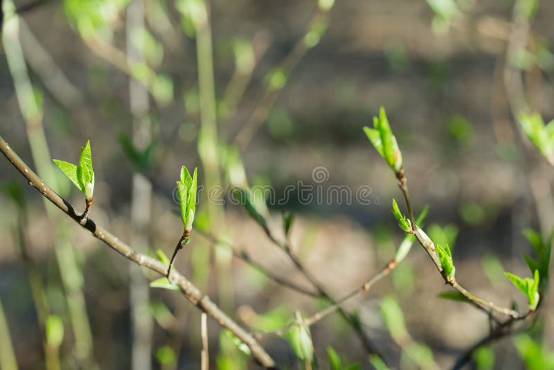 Spring fresh buds and leaves on tree twig stock photo