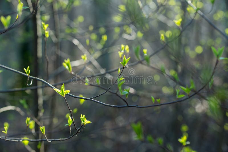Spring fresh buds and leaves on tree twig royalty free stock image
