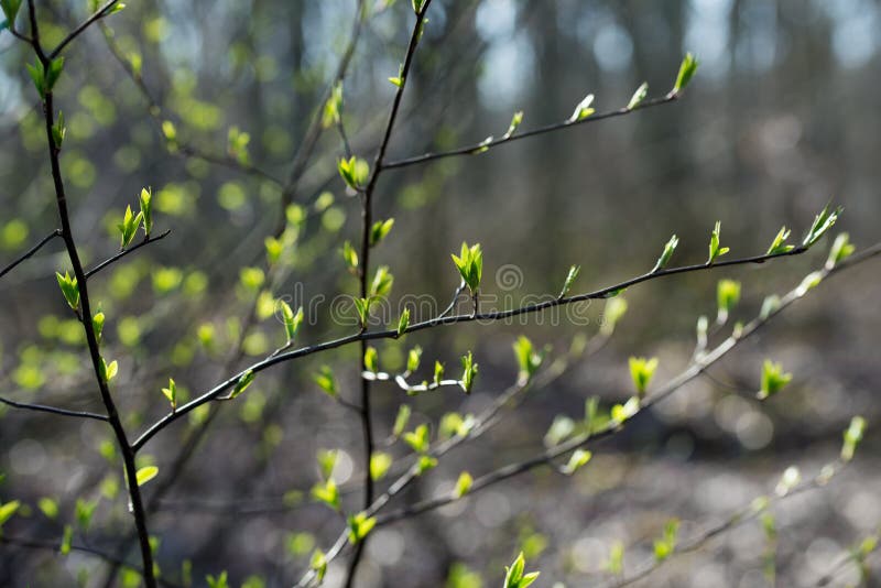 Spring fresh buds and leaves on tree twig royalty free stock photos