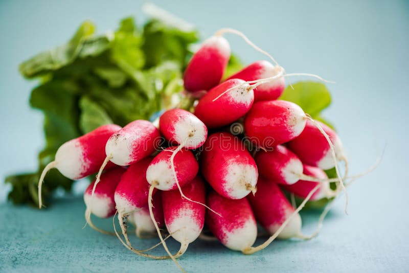 Spring fresh bunch of radish