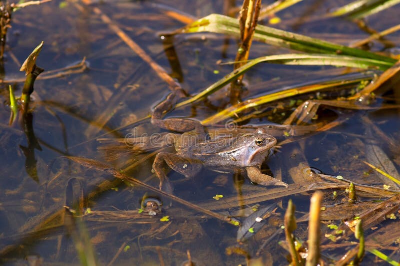 Spring frog