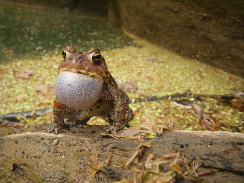 Spring frog croaking on log