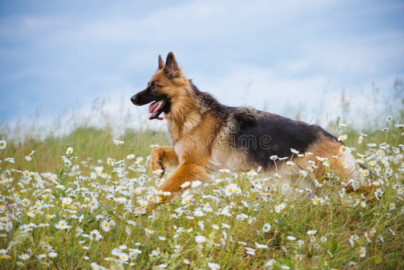 Spring för hund för tysk herde på ett fält
