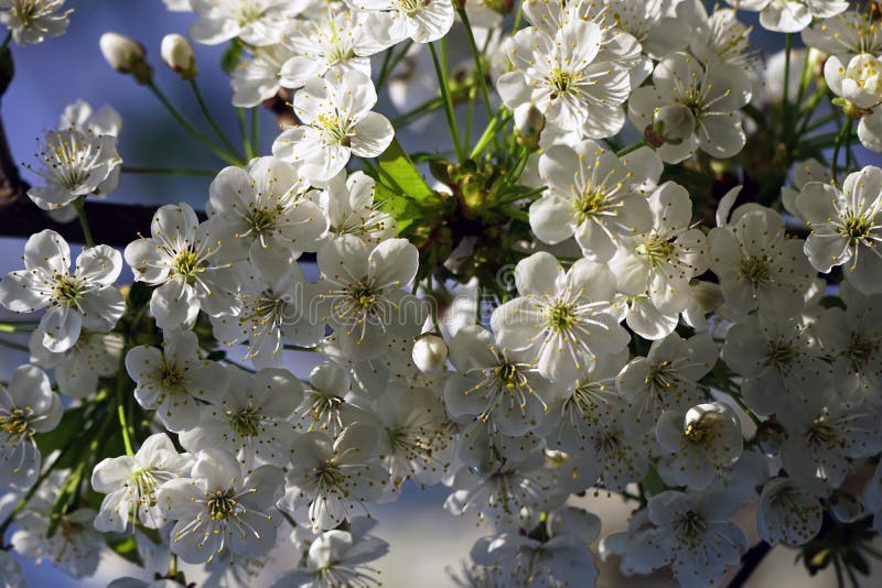 Spring in the Garden. May Cherry Blossoms Stock Image Image of garden