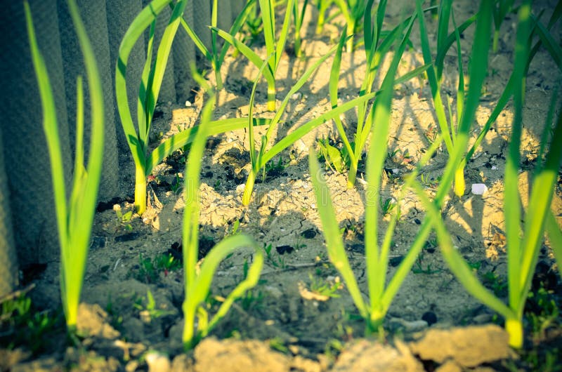 Onion and garlic plants stock photo. Image of plant, garlic 31259478