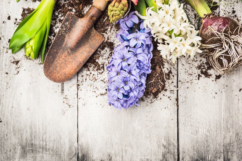 Spring gardening background with hyacinth flowers, bulbs, Tubers, shovel and soil
