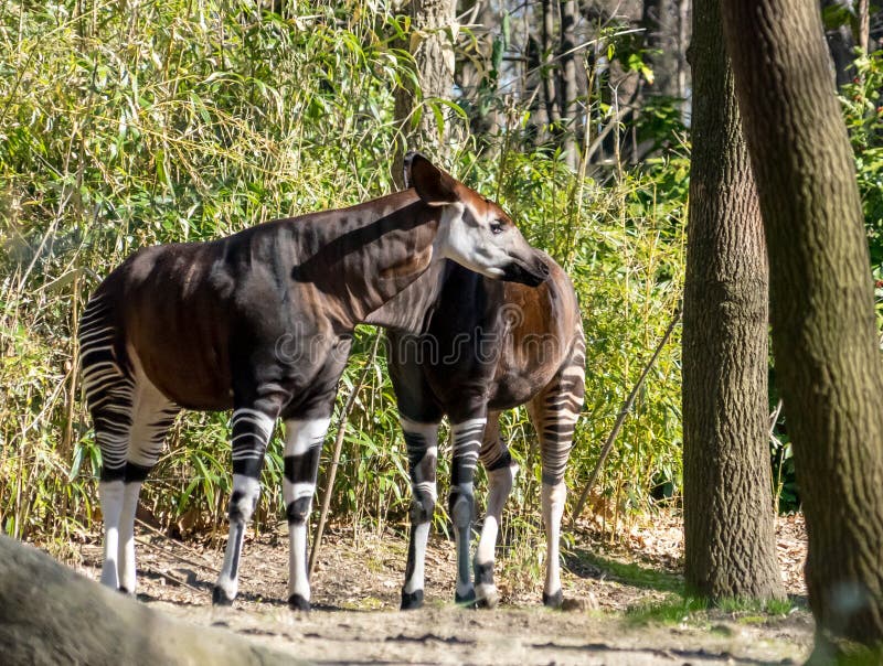 Spring is a good time to see new babies at Bronx zoo and many animals outside. Here, an okapi, un mix between mule and zebra but in giraffe family!. Spring is a good time to see new babies at Bronx zoo and many animals outside. Here, an okapi, un mix between mule and zebra but in giraffe family!