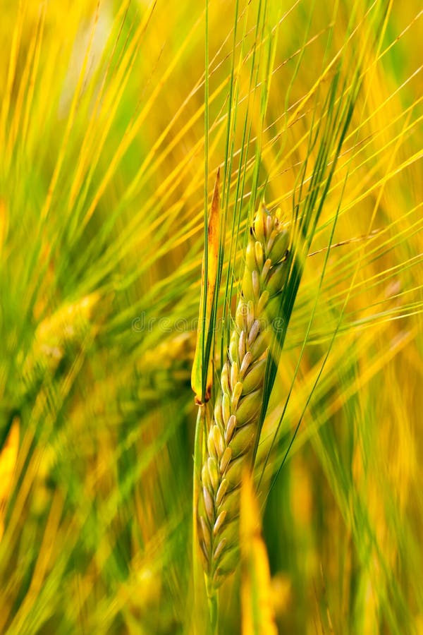 Yellow and green spring grain