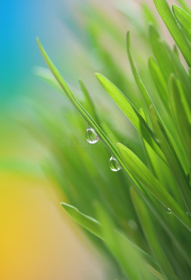 Spring grass stock photography Spring grass stock photography