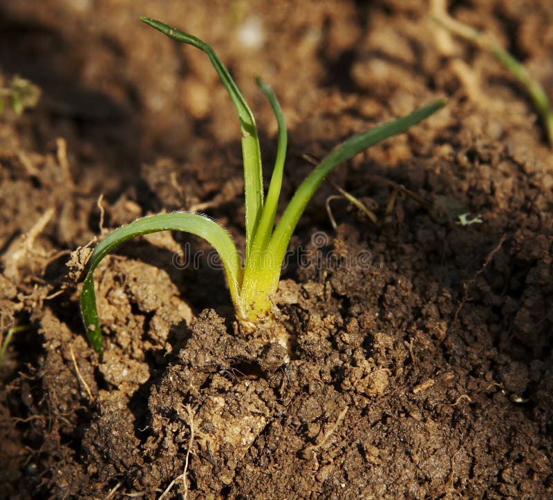 Spring grass