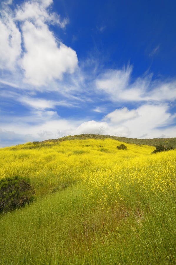 Spring green fields and wild flower