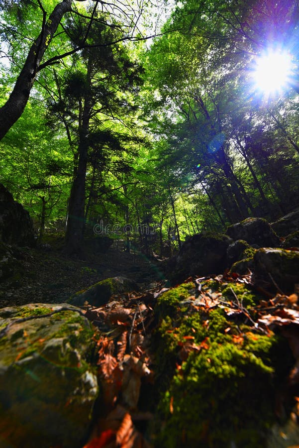 Greenwood stock photo. Image of forest, foliage, sunset 115903218