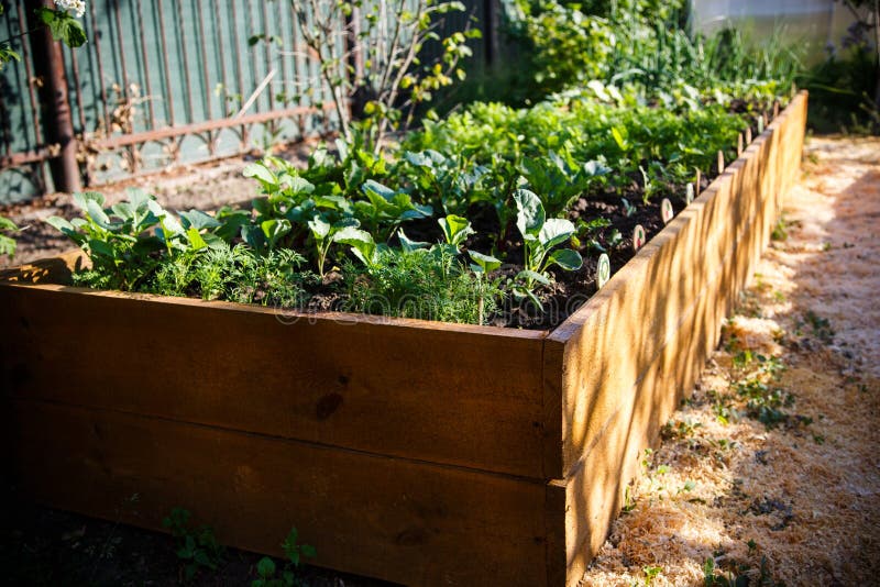 Spring green garden in a wooden box