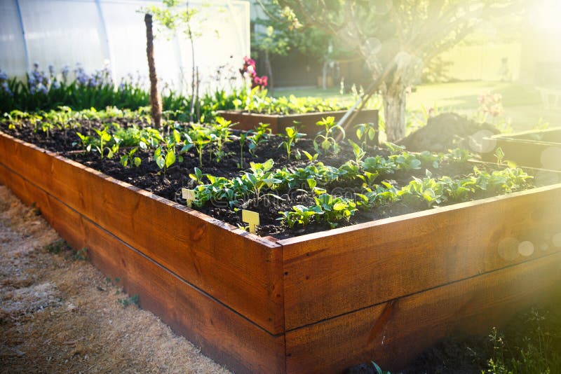 Spring green garden in a wooden box