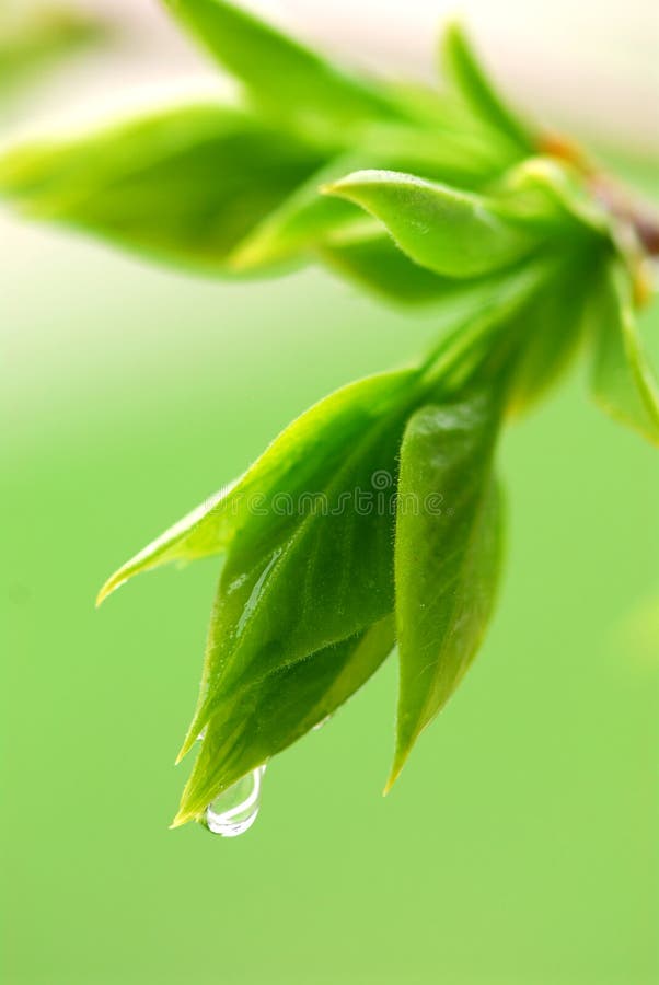 Spring green leaves stock photo Spring green leaves stock photo