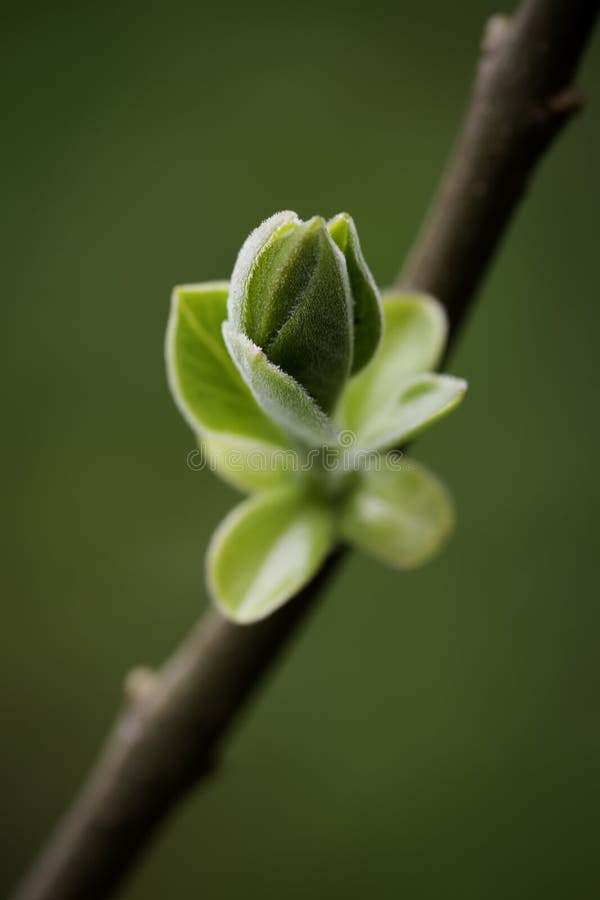 Primavera verde isolato lillà gemma sul ramo.