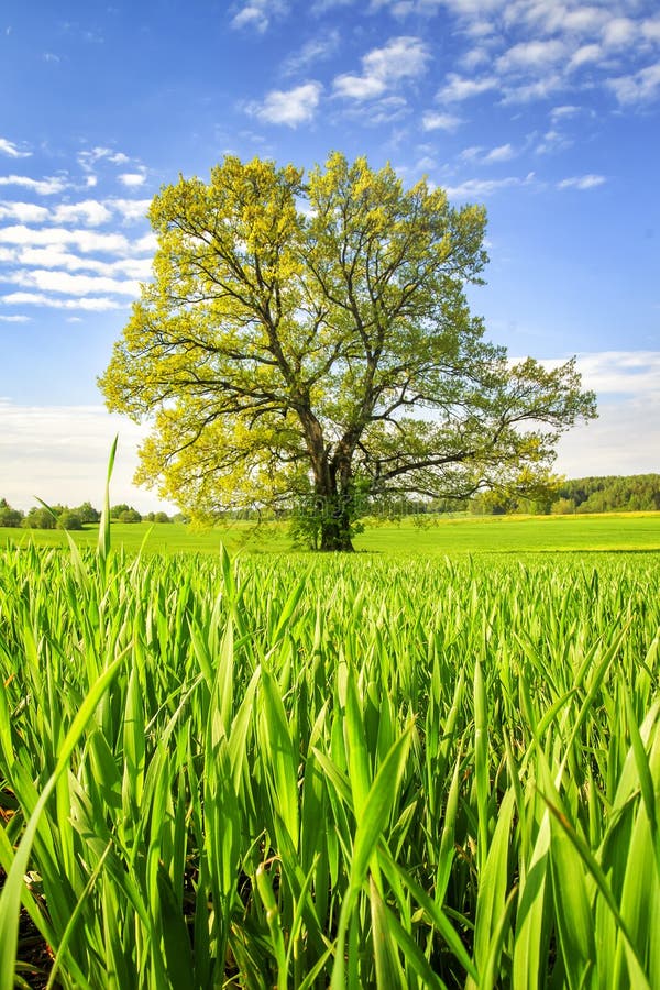 Spring green meadow with big tree on bright sunny day. Spring landscape of green nature. Scenery summer field with grass