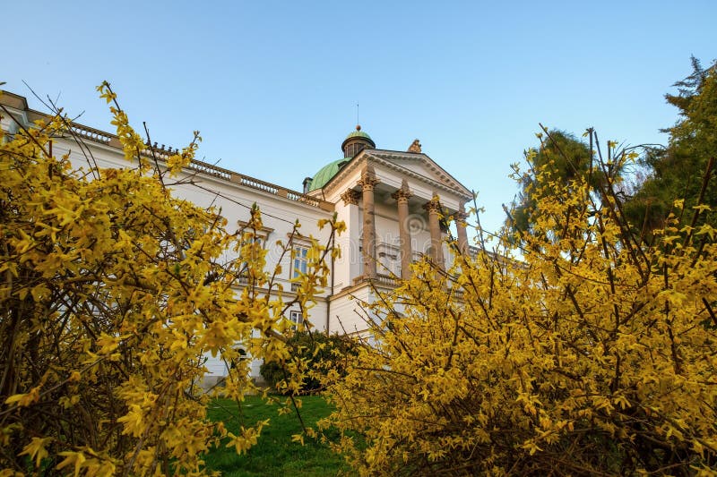 Spring green meadow with yellow flowers, in the background an old castle.