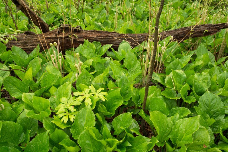 Spring growth of swamp plants.