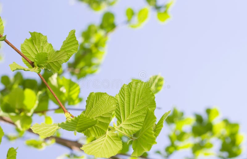 Spring Hazel or Elm leaves stock images