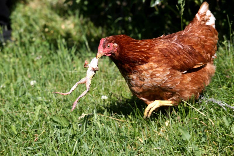 In the spring, a hen caught a frog outside in a meadow