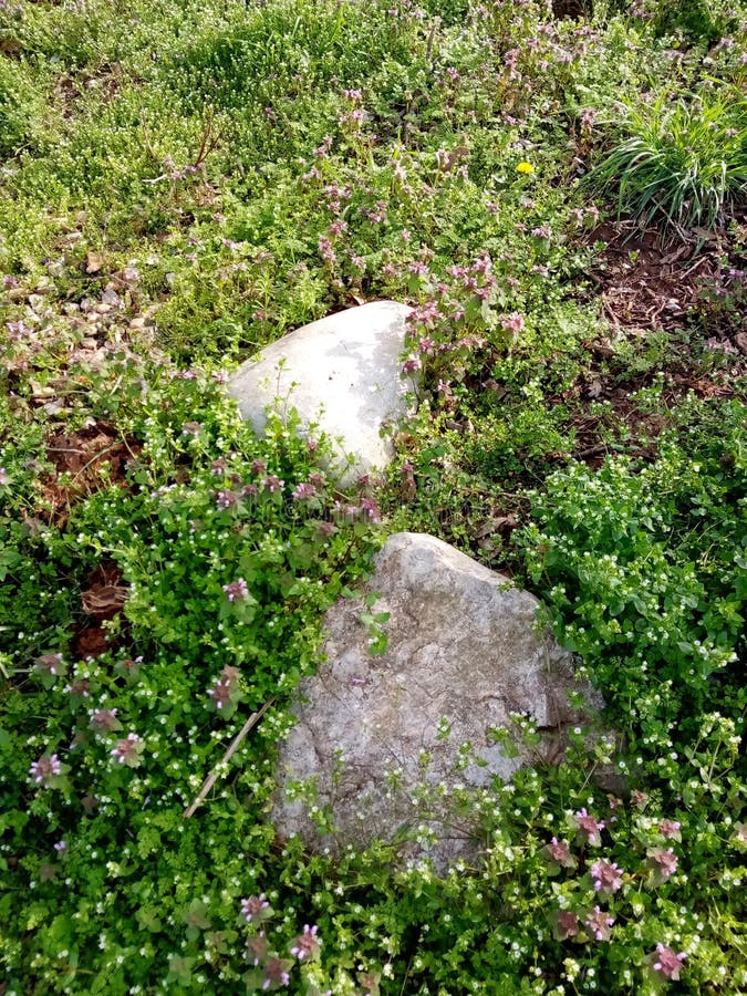 Spring Is Here Stock Image Image Of Vegetation Garden 245381583